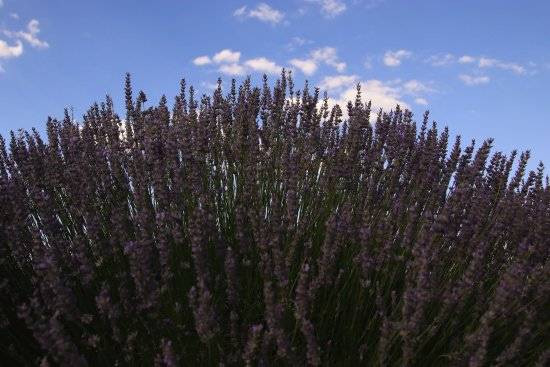 Migren dahil tüm ağrıları kökten bitiriyor. Hasadı 20 gün önce başladı - Resim: 1